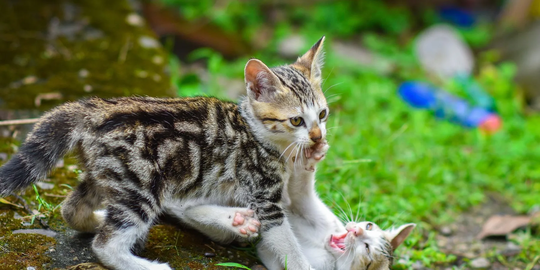 Twee speelse kittens als inspiratie voor een kattennaam